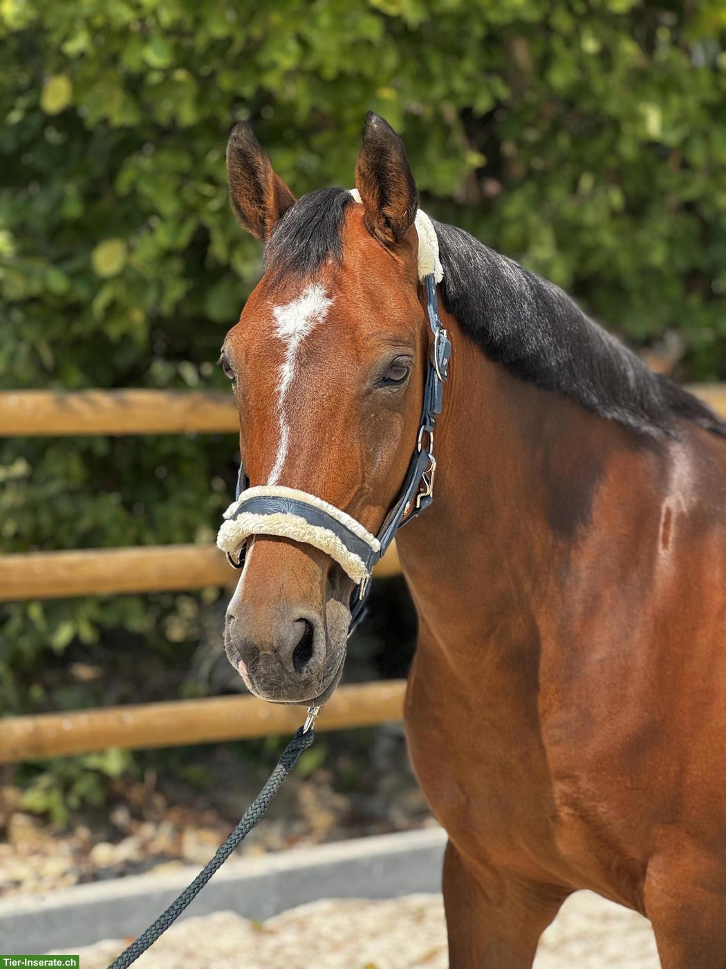 Bild 5: New Forrest Ponystute, 15-jährig, 1.49cm, mit Turniererfahrung