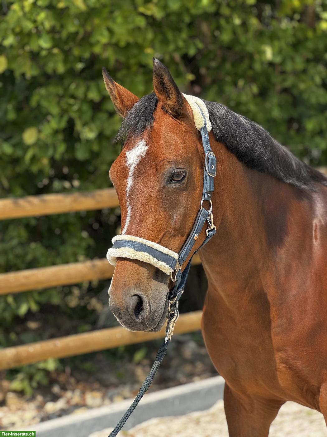 Bild 6: New Forrest Ponystute, 15-jährig, 1.49cm, mit Turniererfahrung