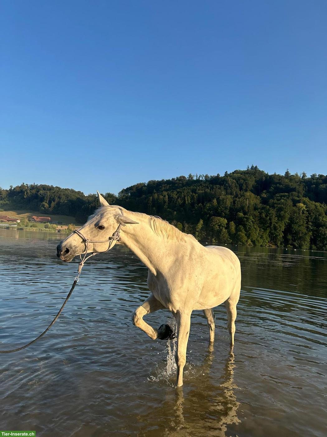 Bild 2: Reitbeteiligung auf hübscher Sport Stute in Wohlen bei Bern