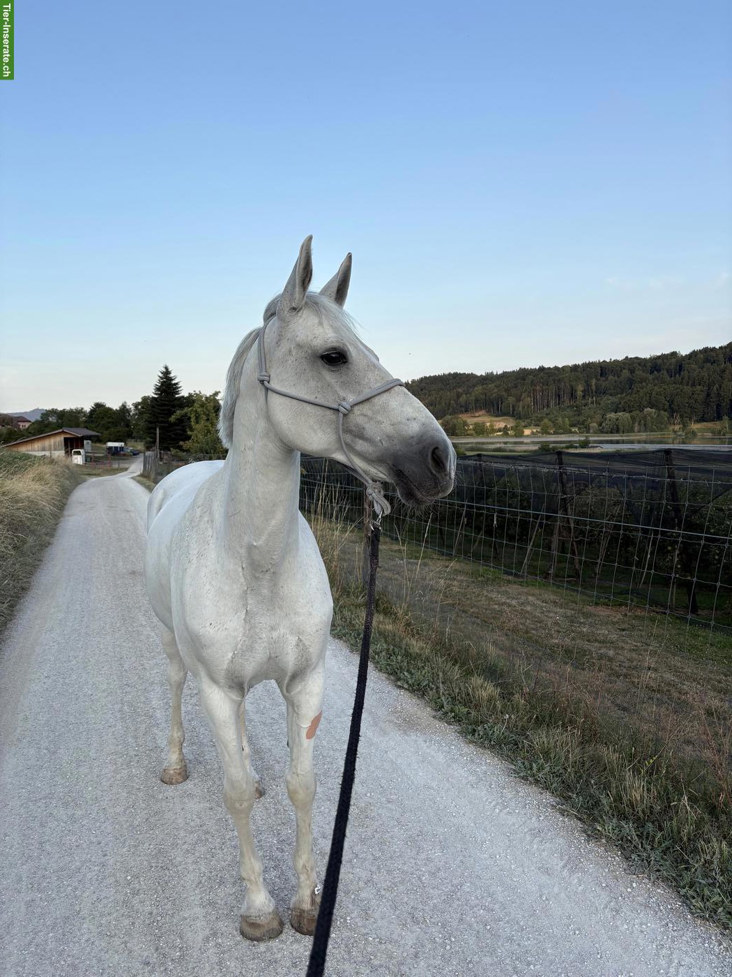 Bild 3: Reitbeteiligung auf hübscher Sport Stute in Wohlen bei Bern