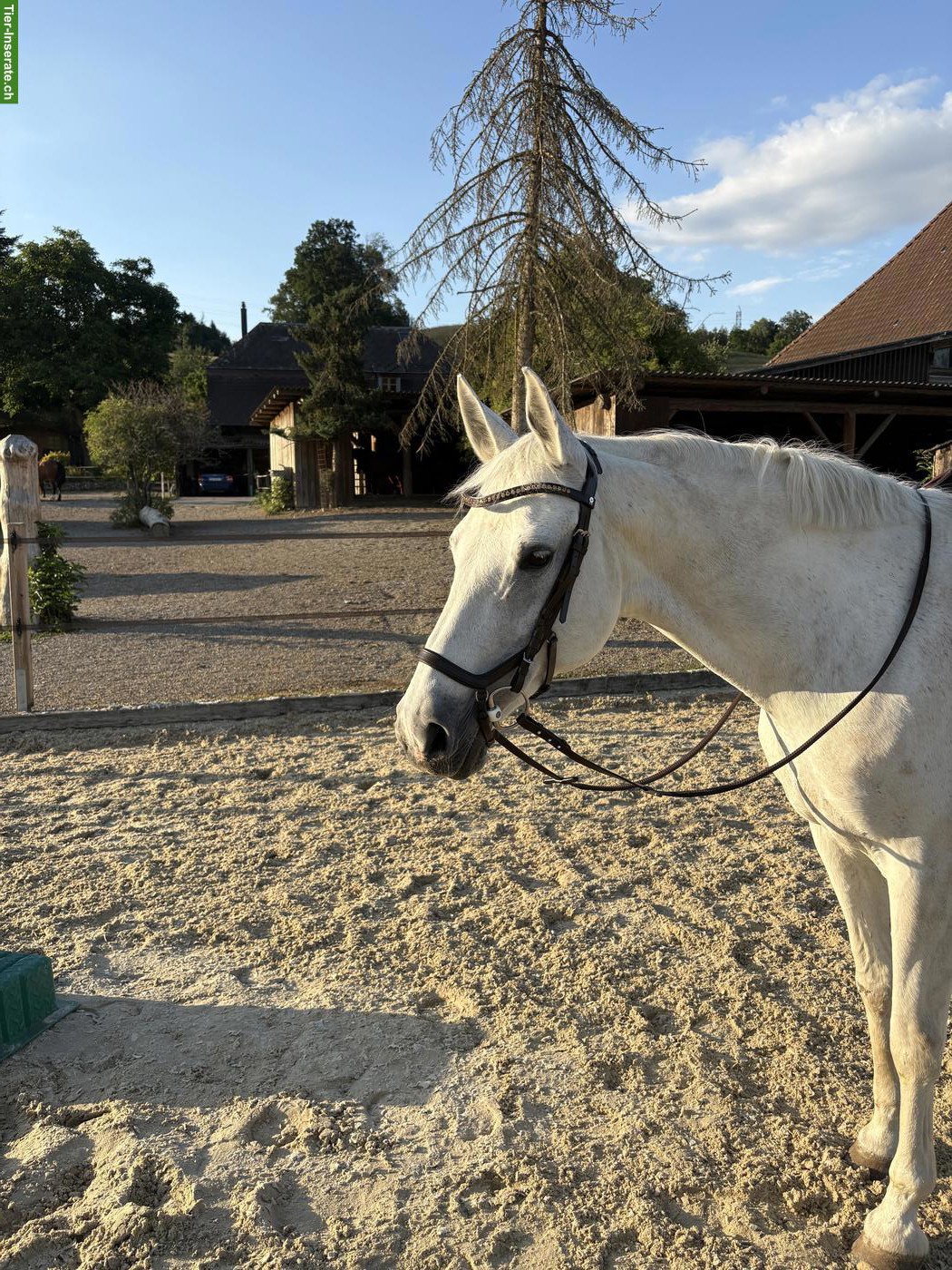 Bild 4: Reitbeteiligung auf hübscher Sport Stute in Wohlen bei Bern