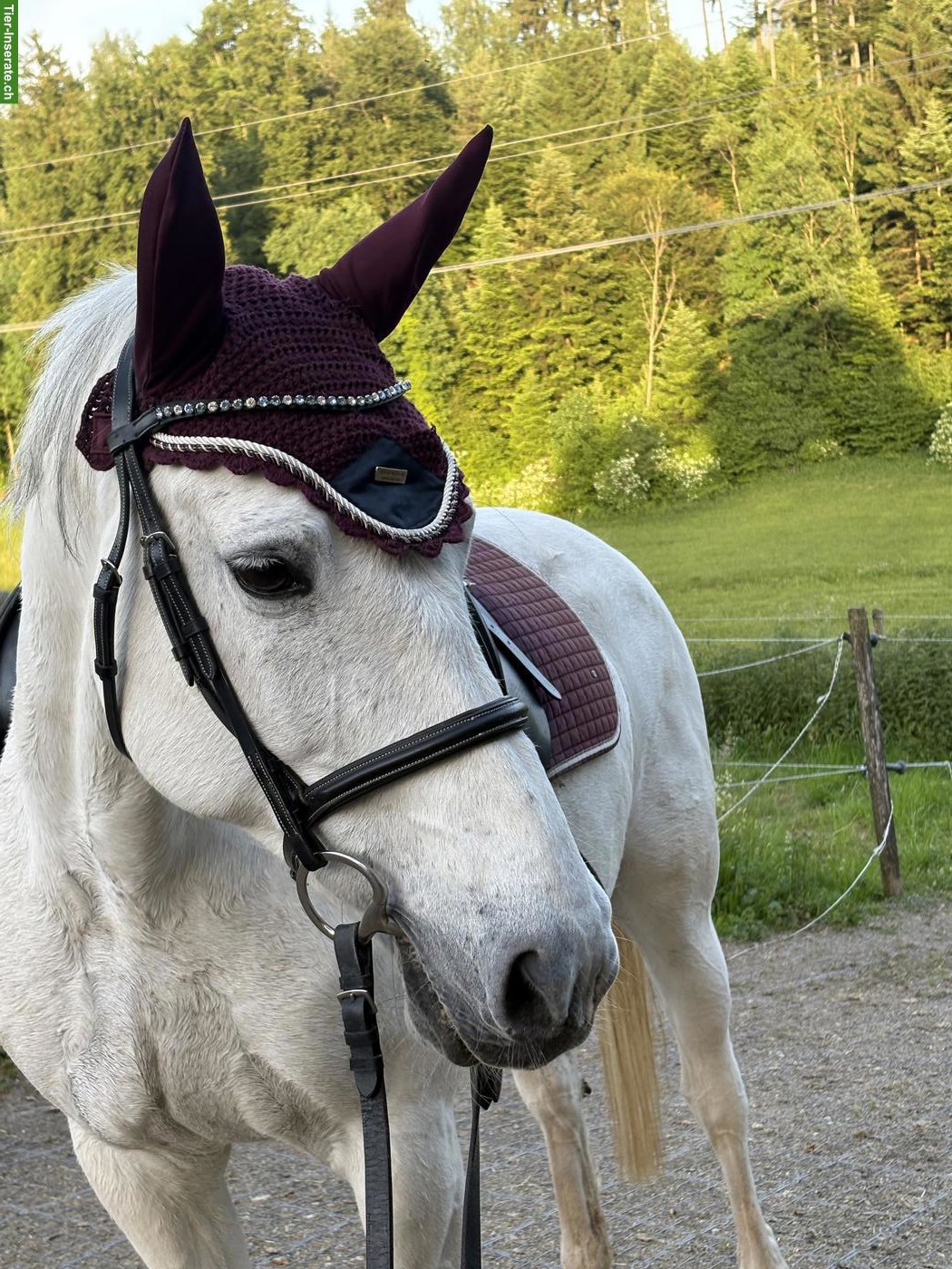 Bild 5: Reitbeteiligung auf hübscher Sport Stute in Wohlen bei Bern