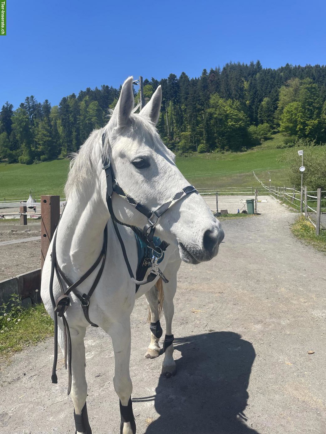 Bild 6: Reitbeteiligung auf hübscher Sport Stute in Wohlen bei Bern