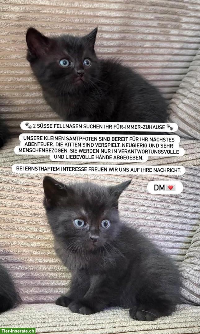 2 Babykatzen suchen verantwortungsvolles Zuhause