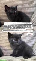 2 Babykatzen suchen verantwortungsvolles Zuhause