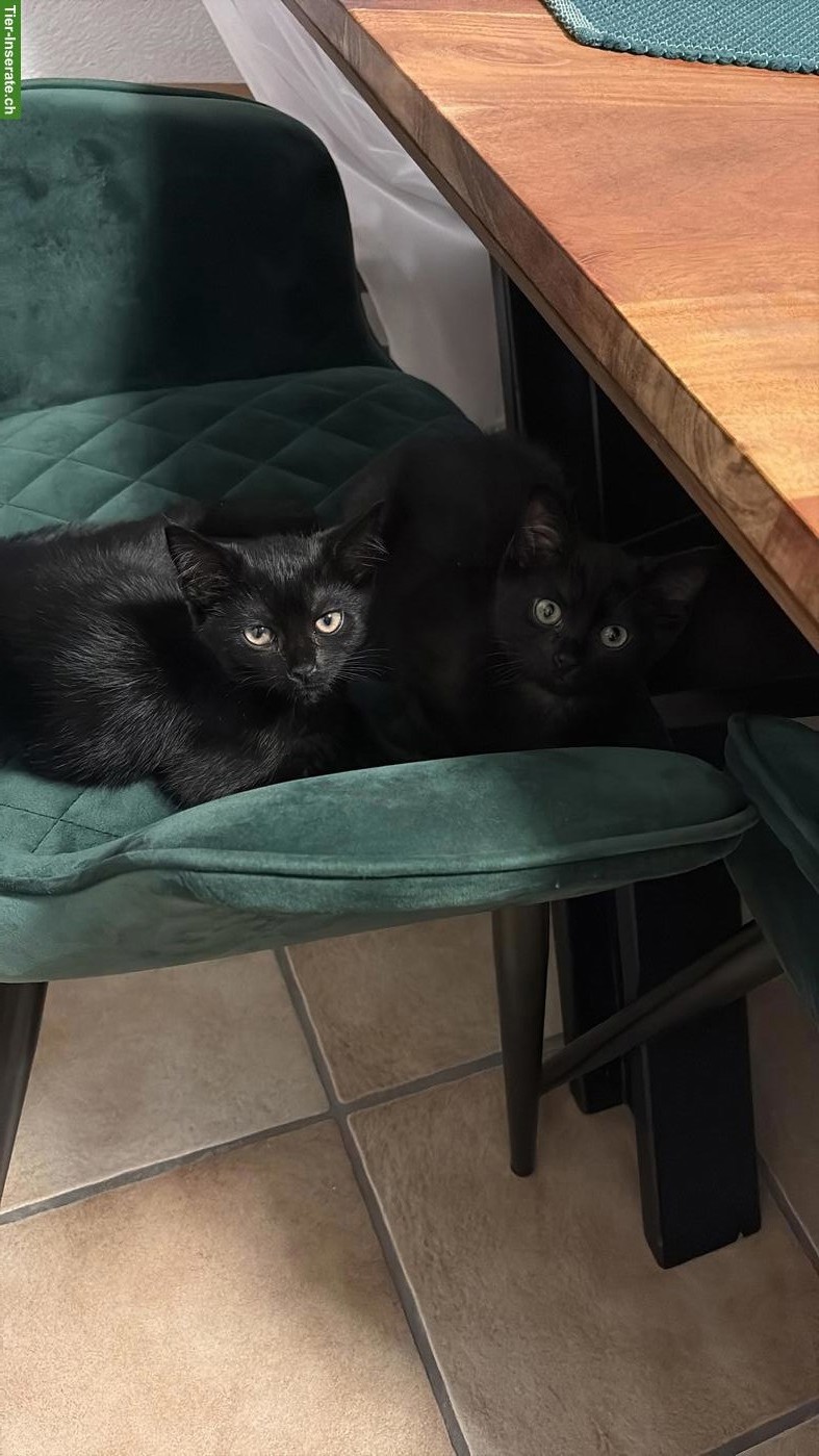 Bild 2: 2 Babykatzen suchen verantwortungsvolles Zuhause