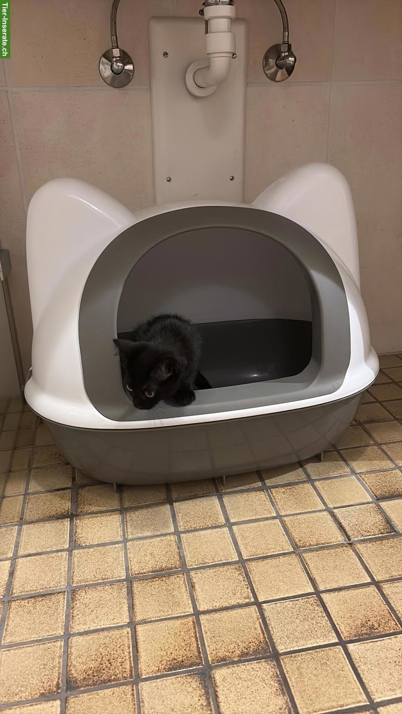 Bild 4: 2 Babykatzen suchen verantwortungsvolles Zuhause