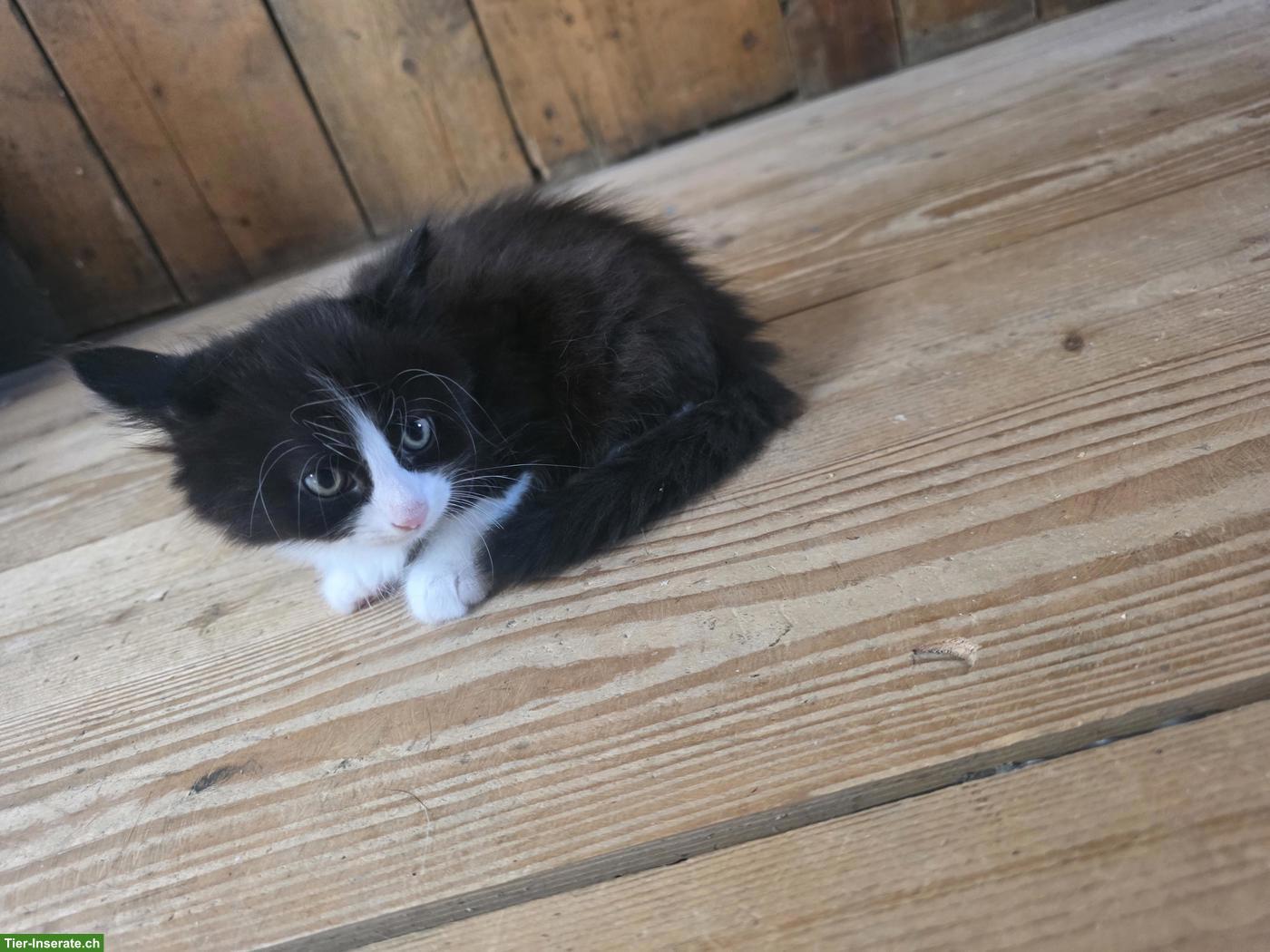Junges Kätzchen (Kater) abzugeben