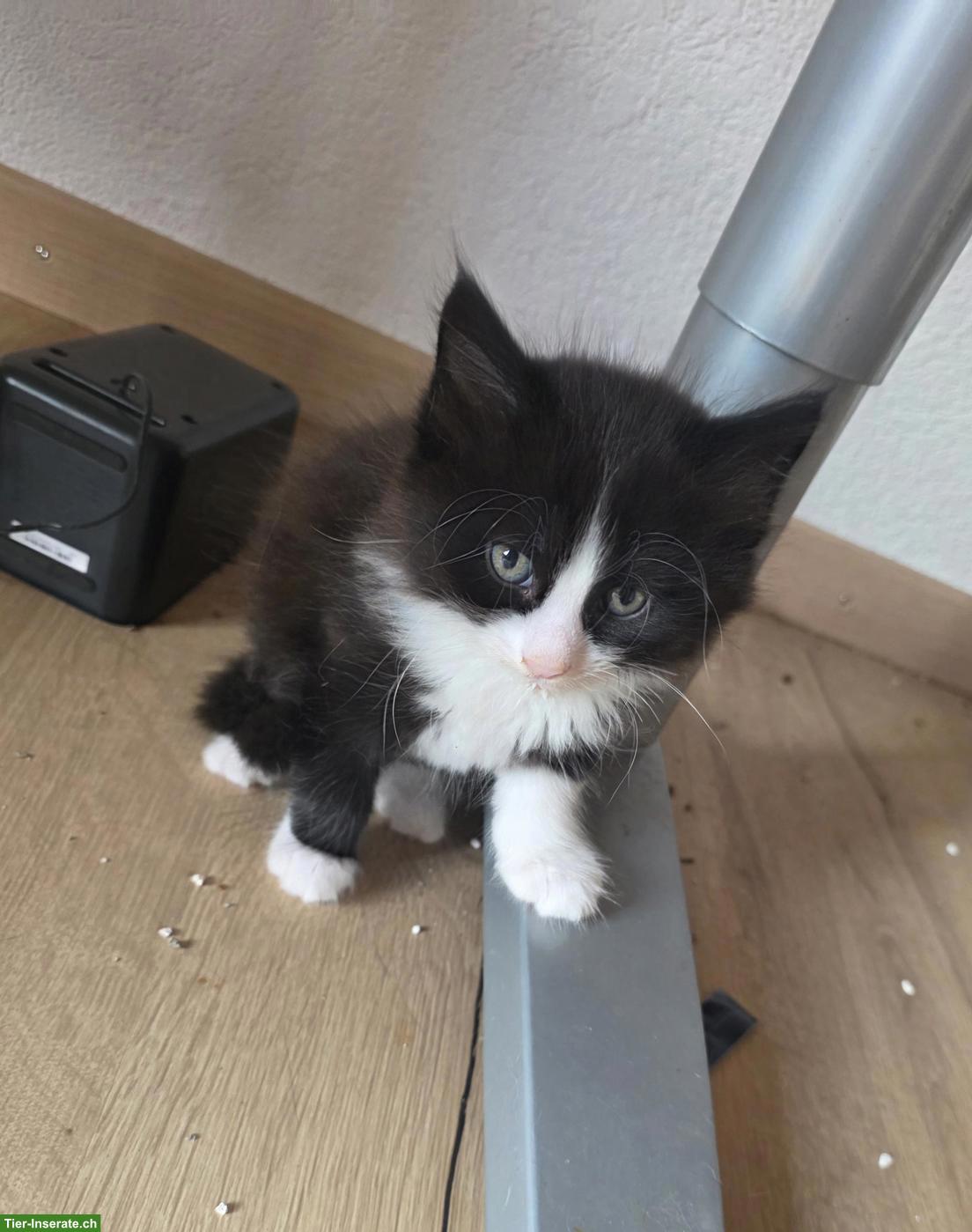 Bild 2: Junges Kätzchen (Kater) abzugeben