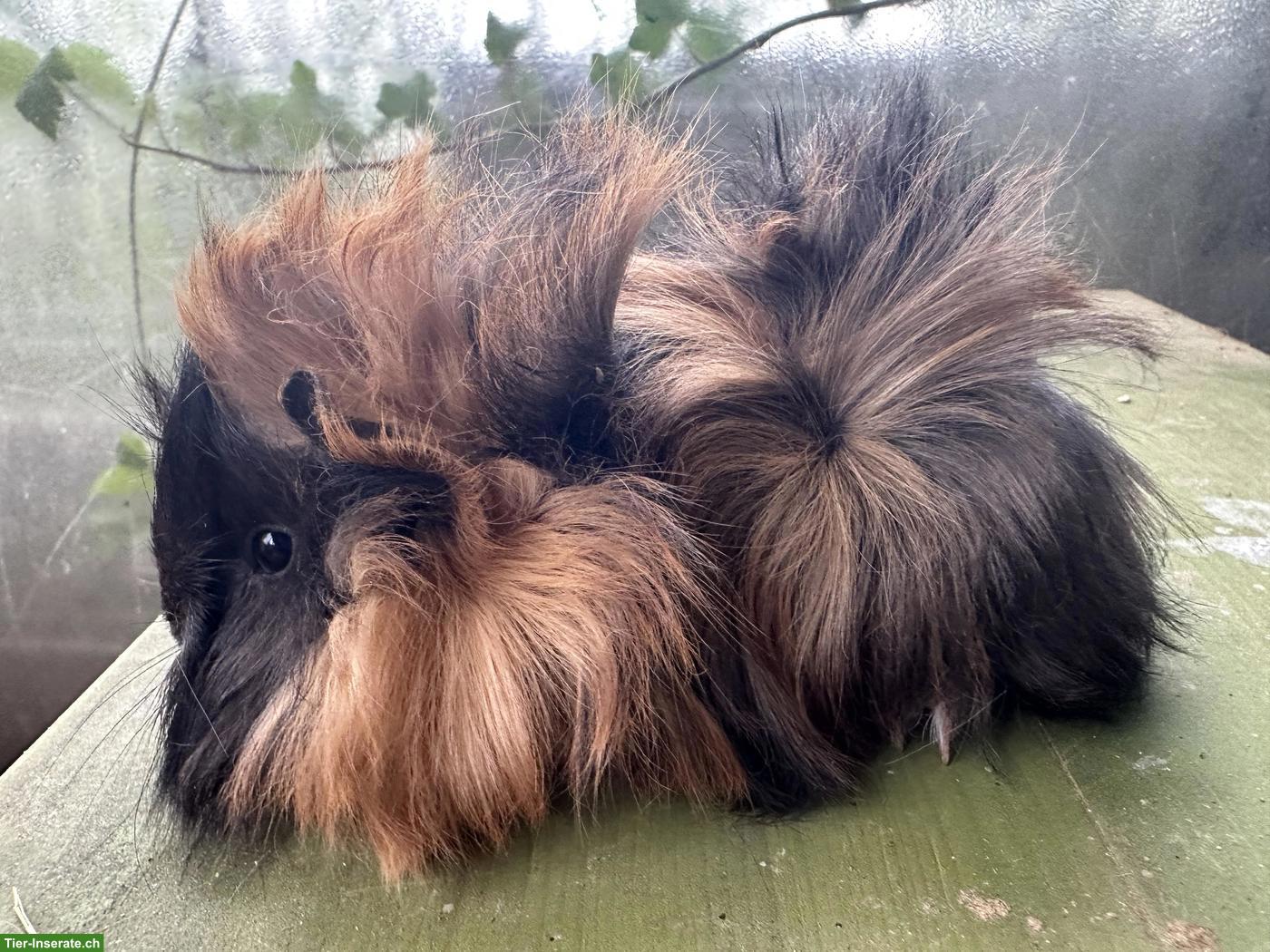 2 Rosetten Meerschweinchen Männchen