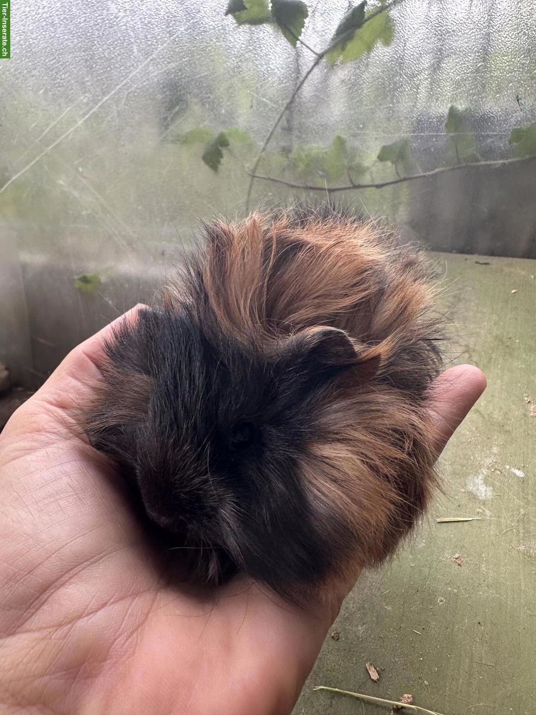 Bild 2: 2 Rosetten Meerschweinchen Männchen