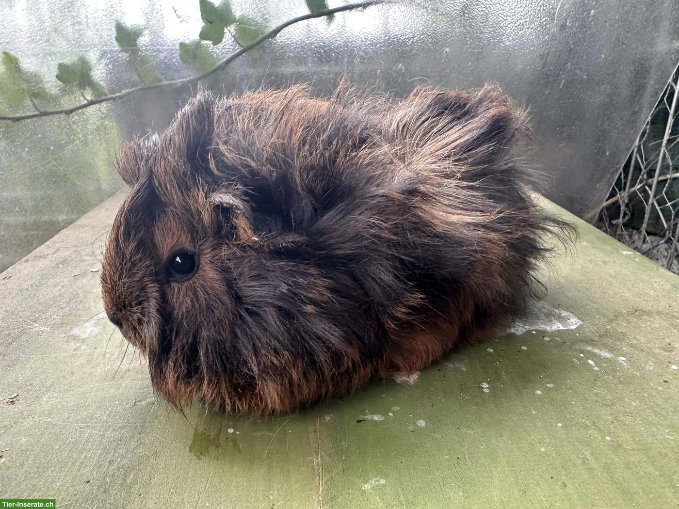 Bild 3: 2 Rosetten Meerschweinchen Männchen