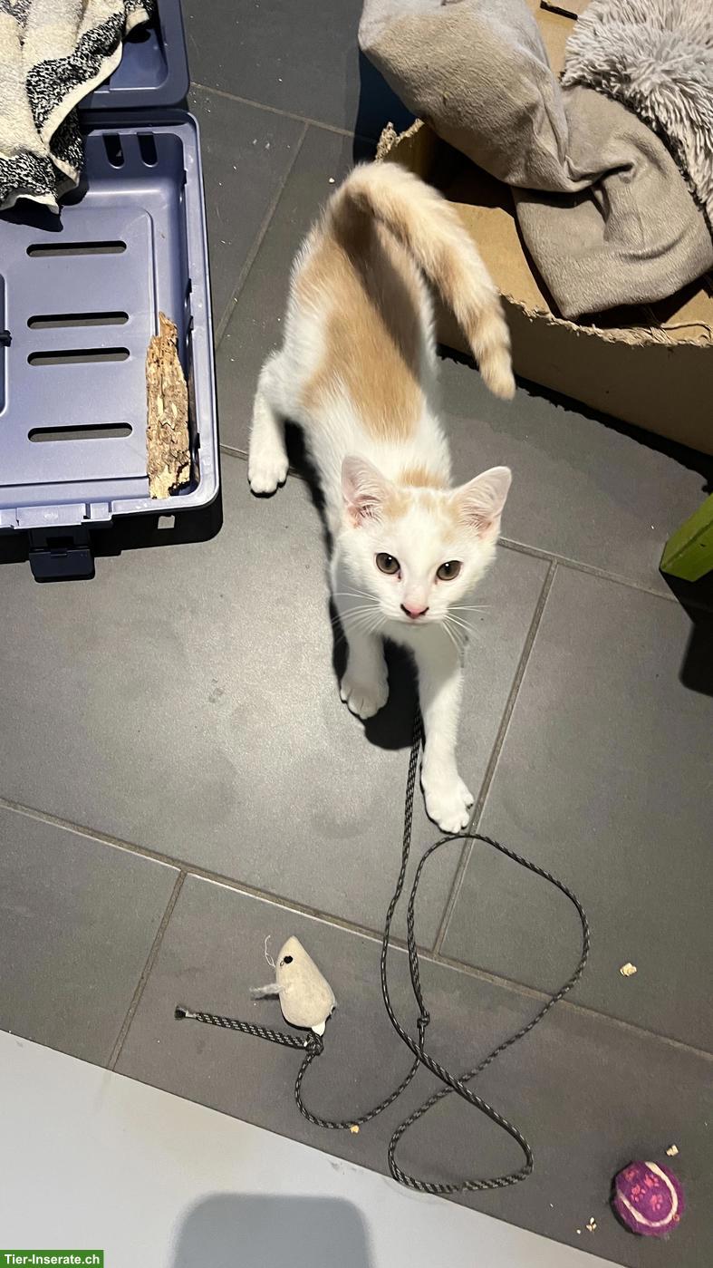 Kitten (Kater) sucht sein Für-immer-Zuhause