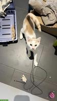 Kitten (Kater) sucht sein Für-immer-Zuhause