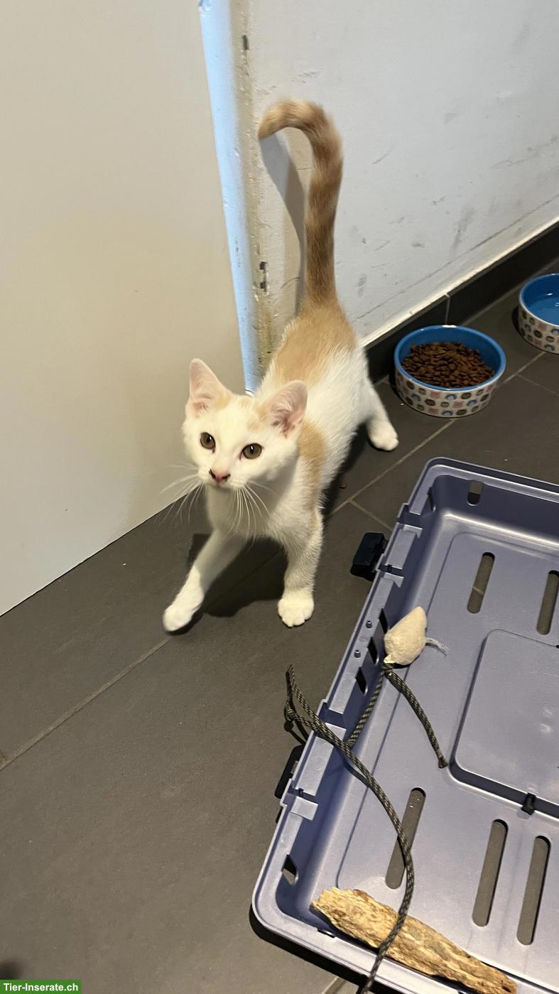 Bild 2: Kitten (Kater) sucht sein Für-immer-Zuhause