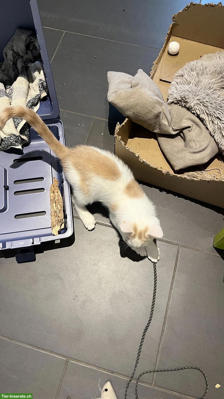 Bild 3: Kitten (Kater) sucht sein Für-immer-Zuhause