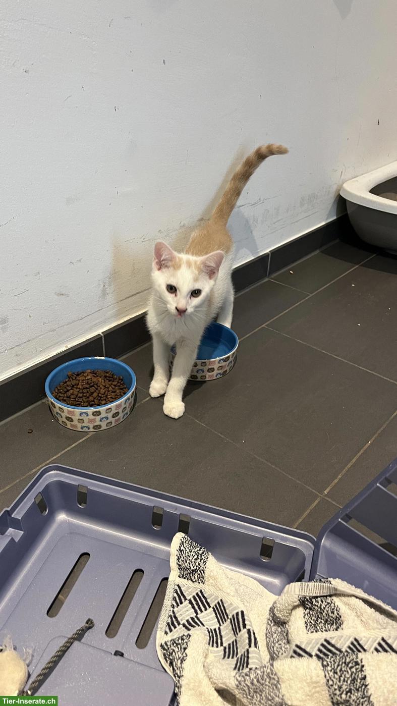 Bild 4: Kitten (Kater) sucht sein Für-immer-Zuhause