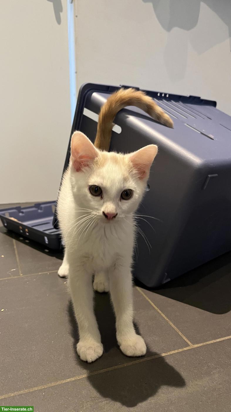 Bild 5: Kitten (Kater) sucht sein Für-immer-Zuhause