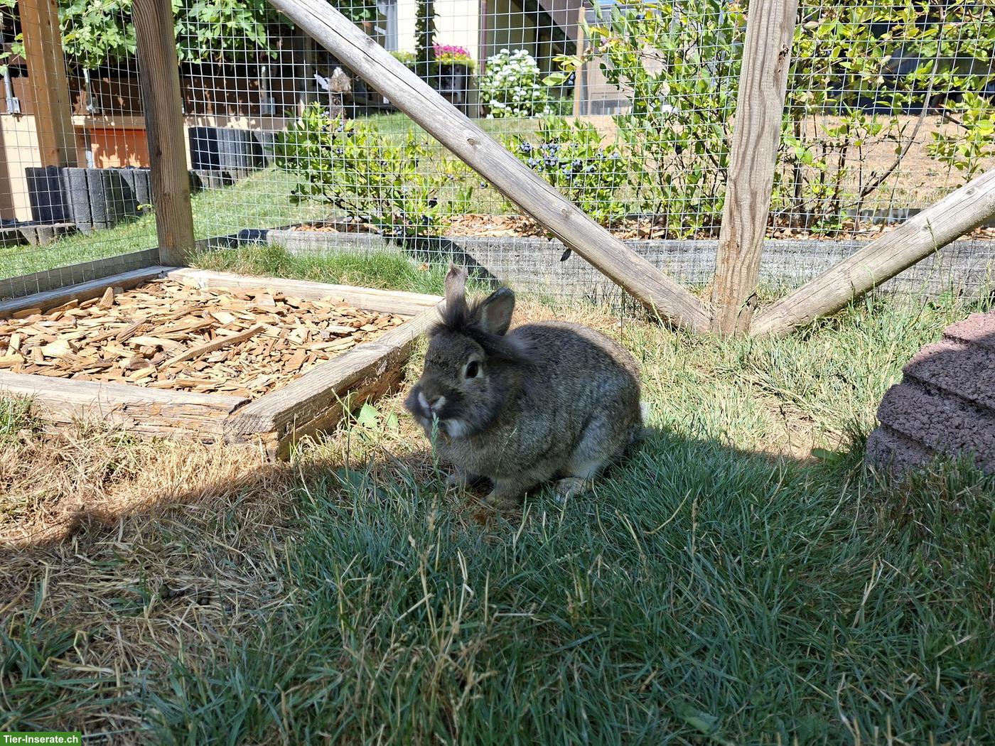 Bild 2: Löwenkopf Zwergkaninchen zu verkaufen