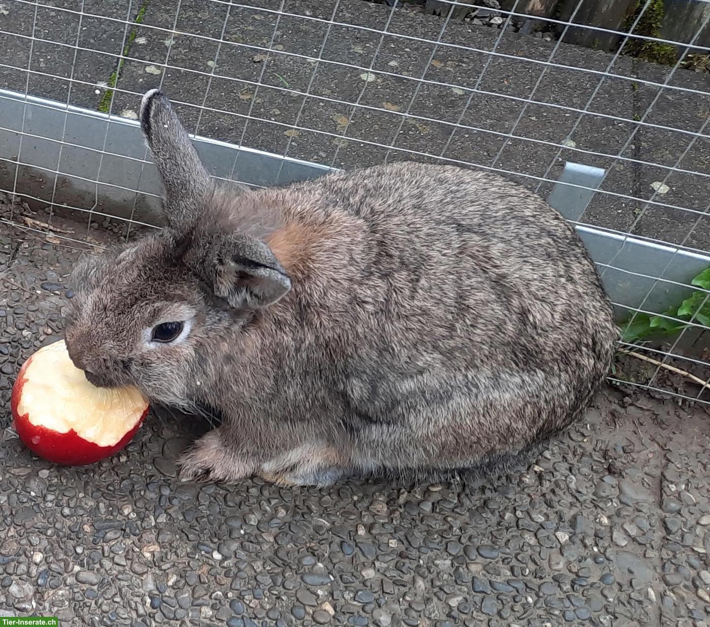 Bild 3: Löwenkopf Zwergkaninchen zu verkaufen