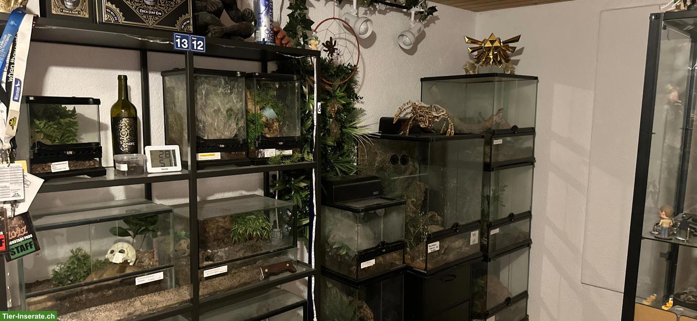Verschiedene Vogelspinnen inkl. Terrarium
