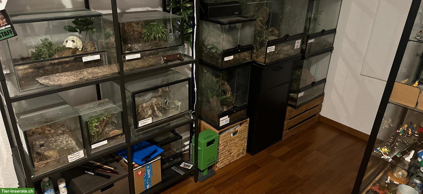Bild 2: Verschiedene Vogelspinnen inkl. Terrarium
