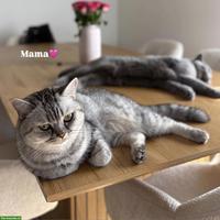 Britisch Kurzhaar Kitten | Wurfankündigung Anfang Oktober