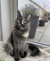 Maine Coon Katze mit Stammbaum sucht liebevolles Zuhause