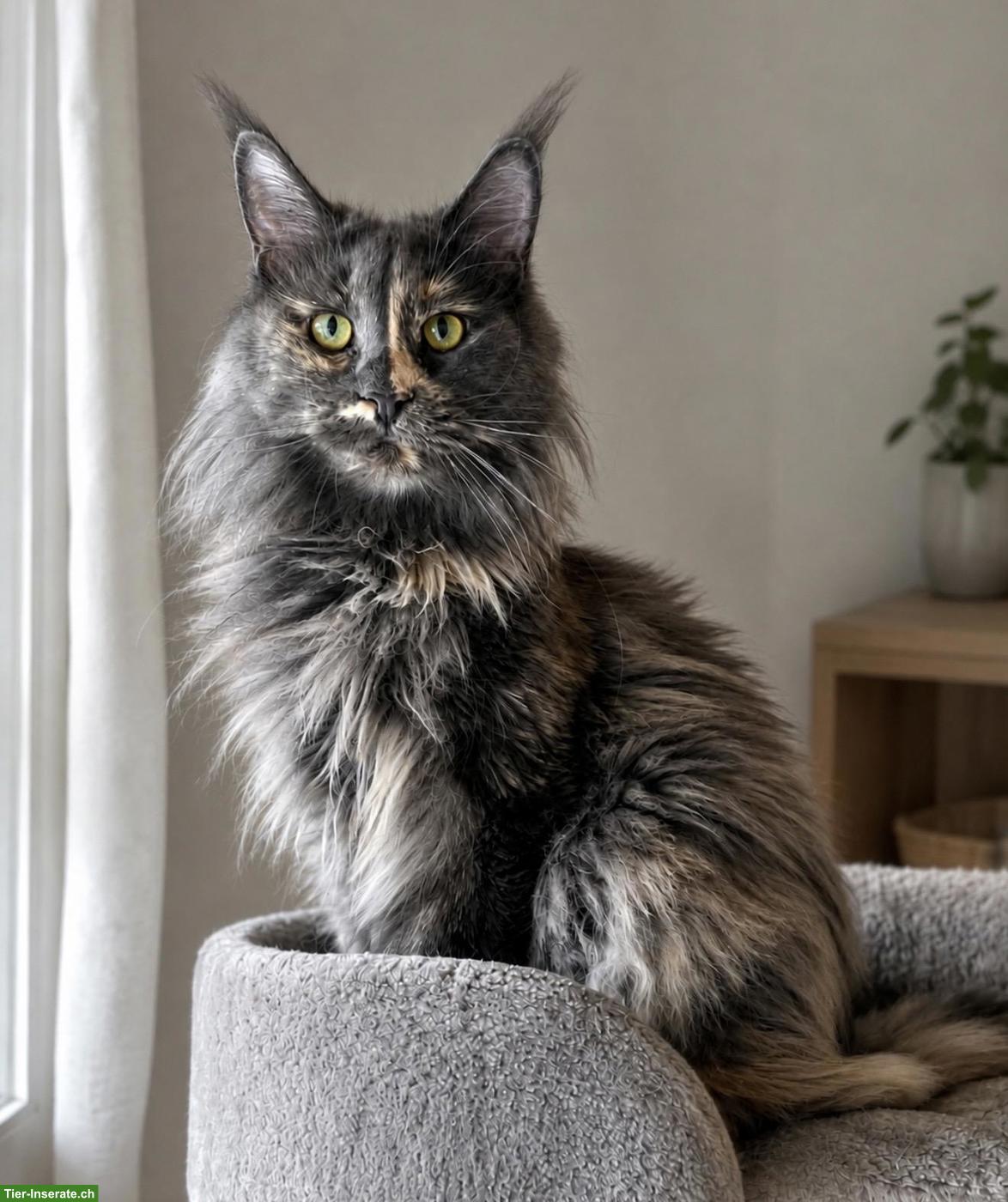 Bild 2: Maine Coon Katze mit Stammbaum sucht liebevolles Zuhause