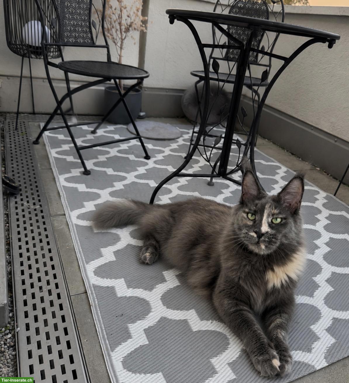 Bild 3: Maine Coon Katze mit Stammbaum sucht liebevolles Zuhause
