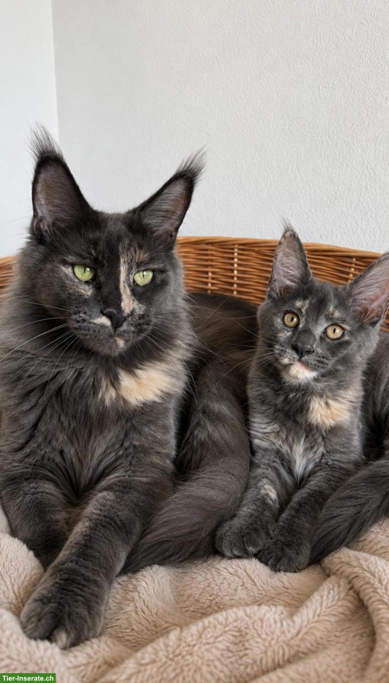 Bild 4: Maine Coon Katze mit Stammbaum sucht liebevolles Zuhause