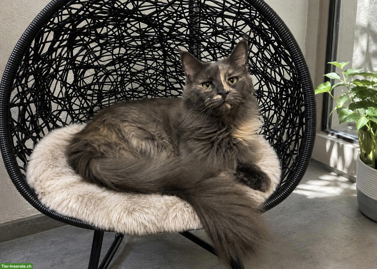 Bild 5: Maine Coon Katze mit Stammbaum sucht liebevolles Zuhause