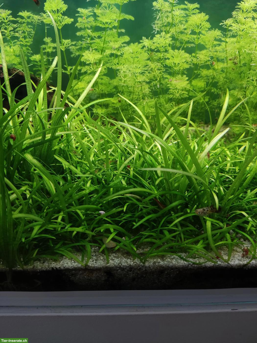 Aquariumpflanze Sagittaria subulata zu verkaufen