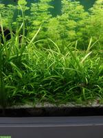 Aquariumpflanze Sagittaria subulata zu verkaufen