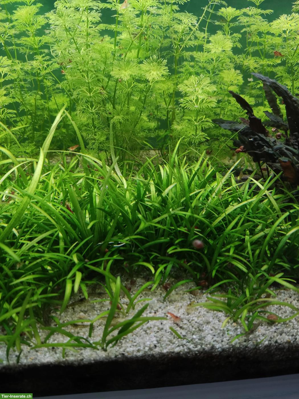Bild 2: Aquariumpflanze Sagittaria subulata zu verkaufen
