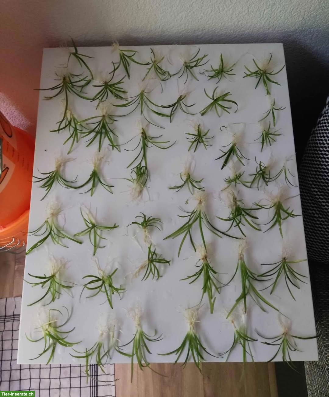 Bild 3: Aquariumpflanze Sagittaria subulata zu verkaufen
