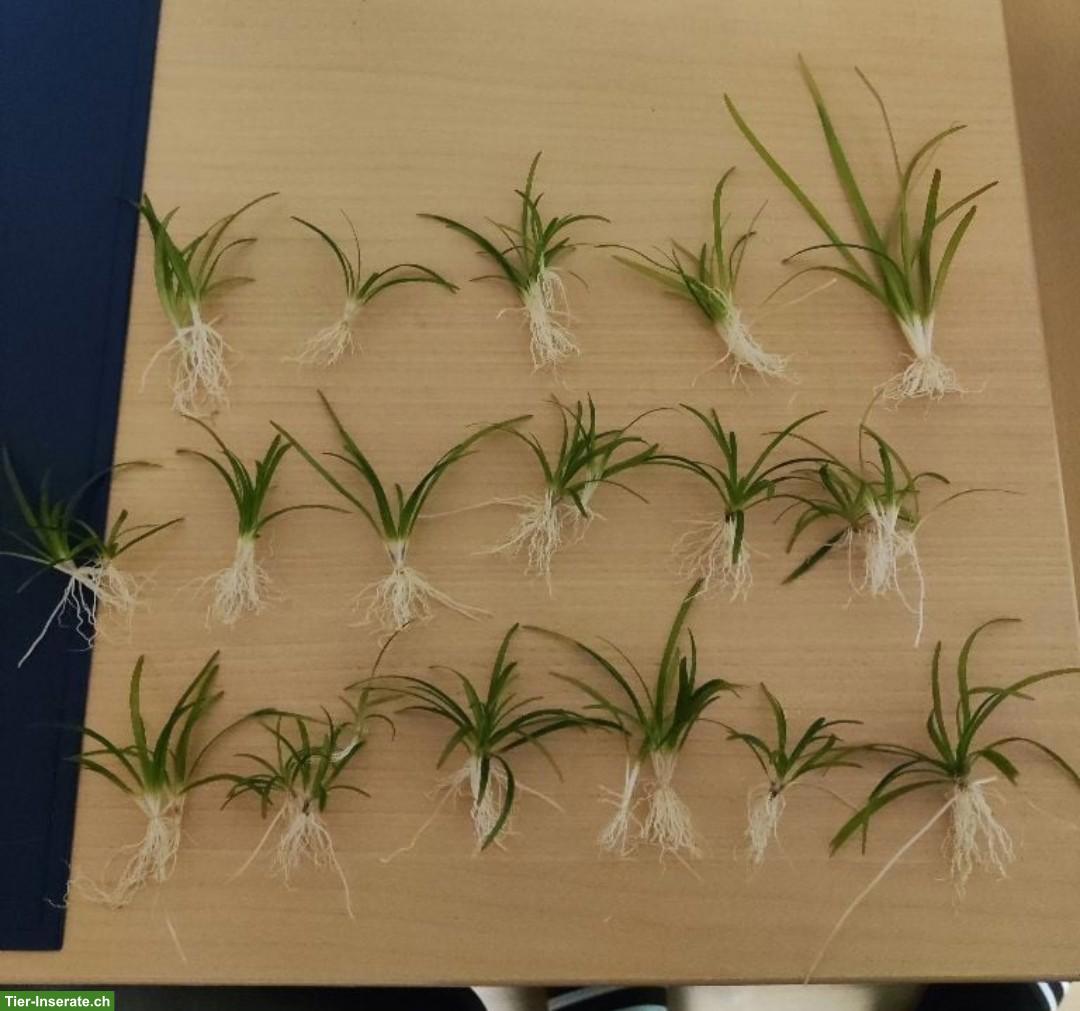 Bild 4: Aquariumpflanze Sagittaria subulata zu verkaufen