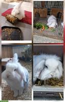 Zwergwidder x Löwenkopf Mix Kaninchen sucht Zuhause