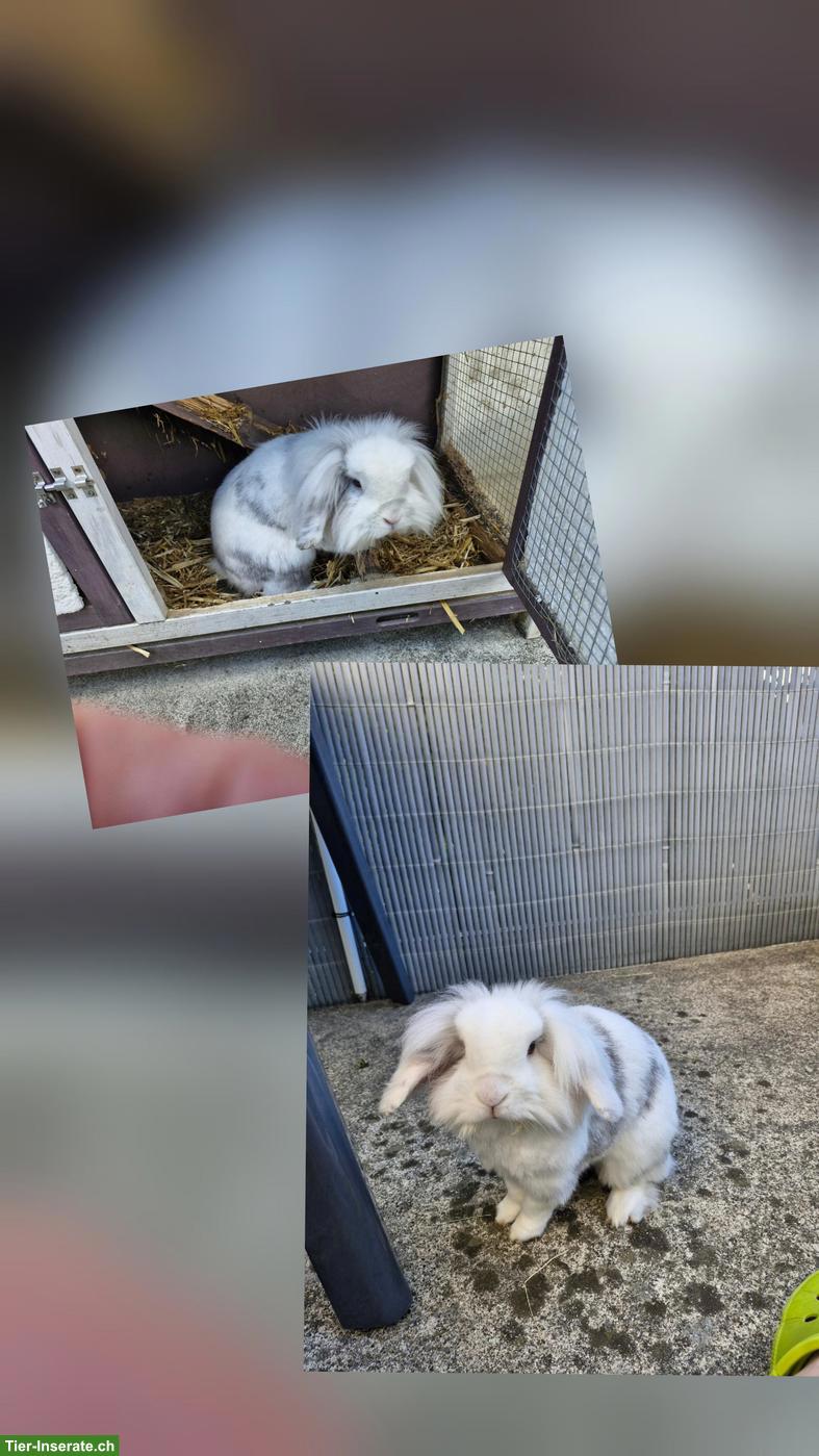 Bild 2: Zwergwidder x Löwenkopf Mix Kaninchen sucht Zuhause