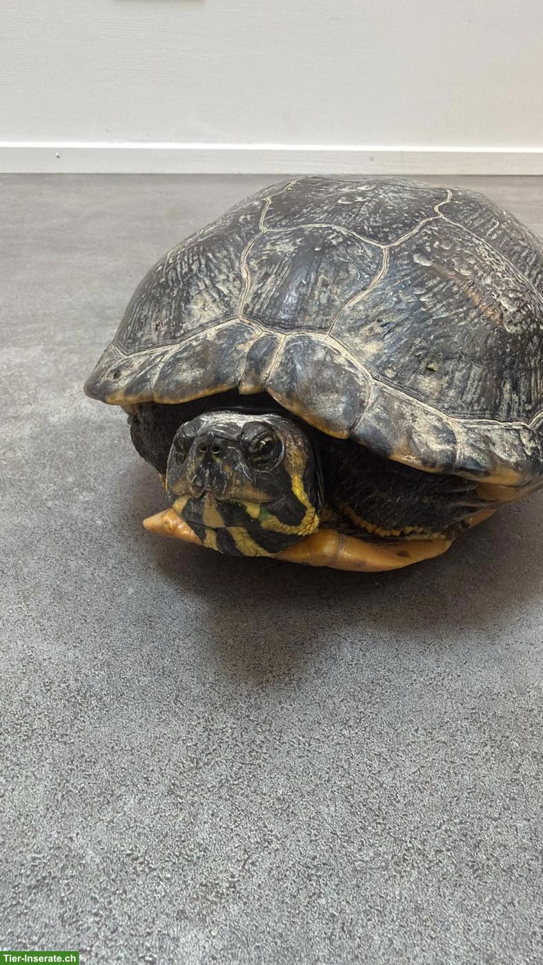 Wasserschildkröte sucht ein Zuhause