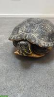 Wasserschildkröte sucht ein Zuhause