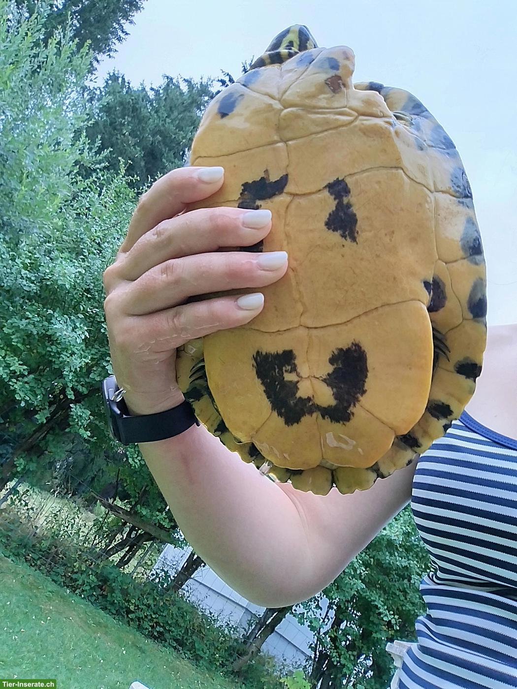 Bild 2: Wasserschildkröte sucht ein Zuhause