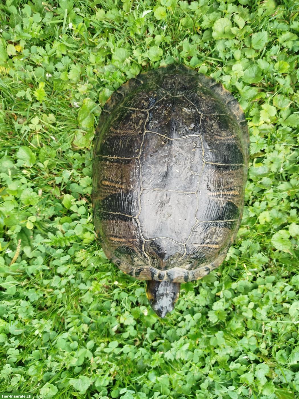 Bild 3: Wasserschildkröte sucht ein Zuhause