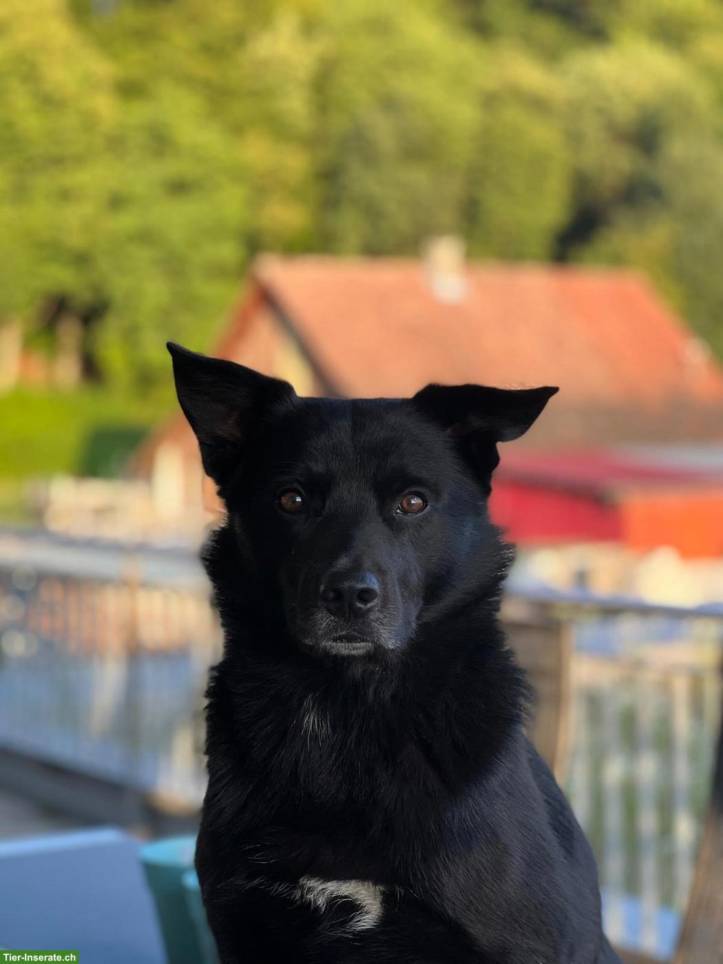 Bild 3: Schäferhund x Border Collie Mix Welpe sucht liebevolles Zuhause