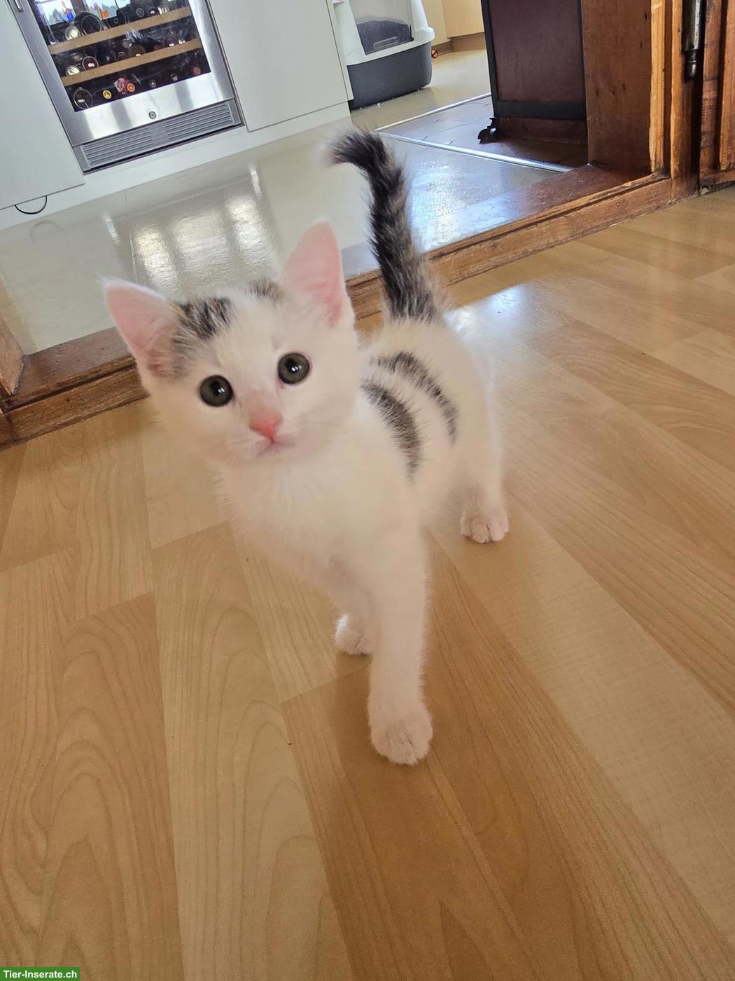 Kätzchen sucht ab sofort neues Zuhause