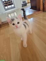 Kätzchen sucht ab sofort neues Zuhause