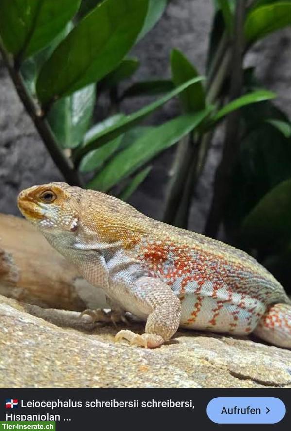 Suche Schreibers Glattkopfleguan