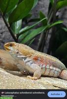 Suche Schreibers Glattkopfleguan