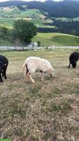 Junge Ouessantschaf Zwergschafe zu verkaufen