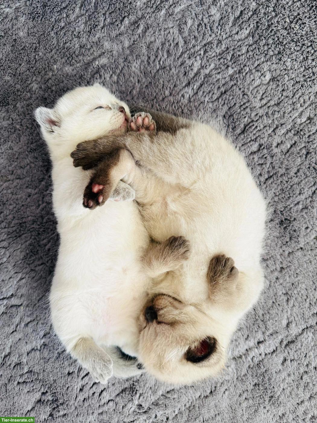 Bild 2: Britisch Kurzhaar Kitten, Colourpoint